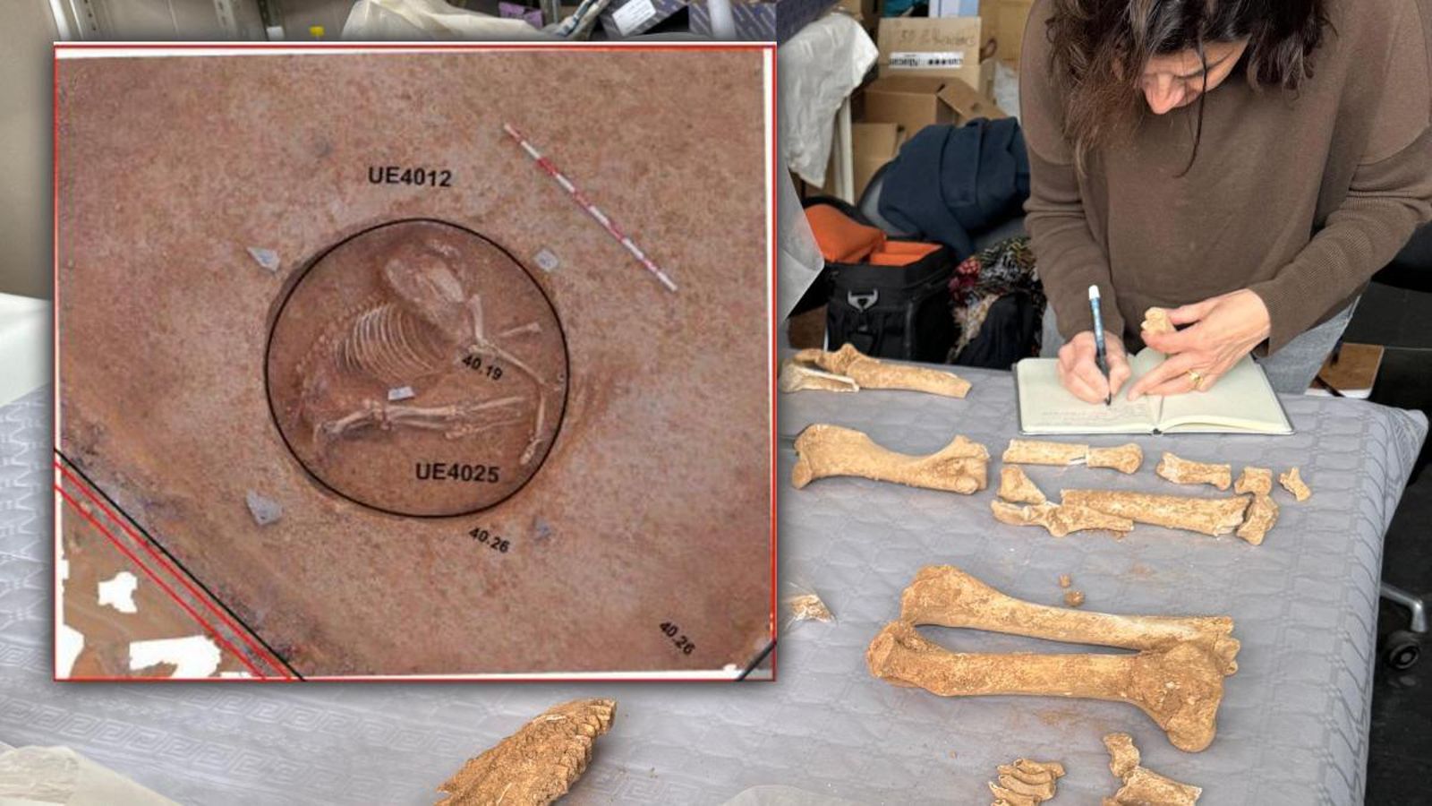 Restes de l'èquid que s'ha trobat en l'entorn de la plaça de l'Església de Quart de Poblet