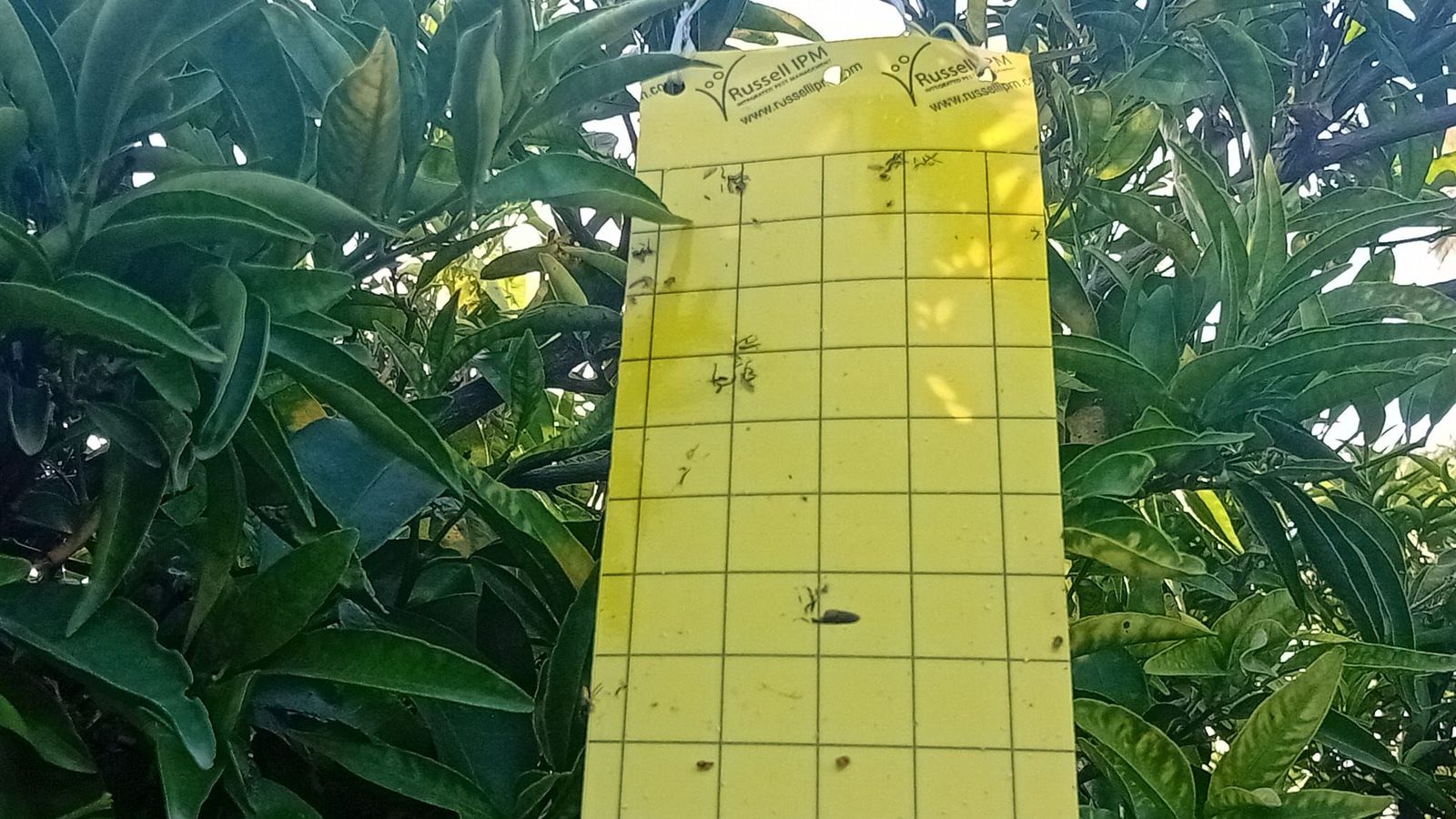 Parany adhesiu que La Unió Llauradora ha reclamat a la conselleria que financie perquè permeten detectar la presència del trips de Sud-Àfrica en les explotaciions