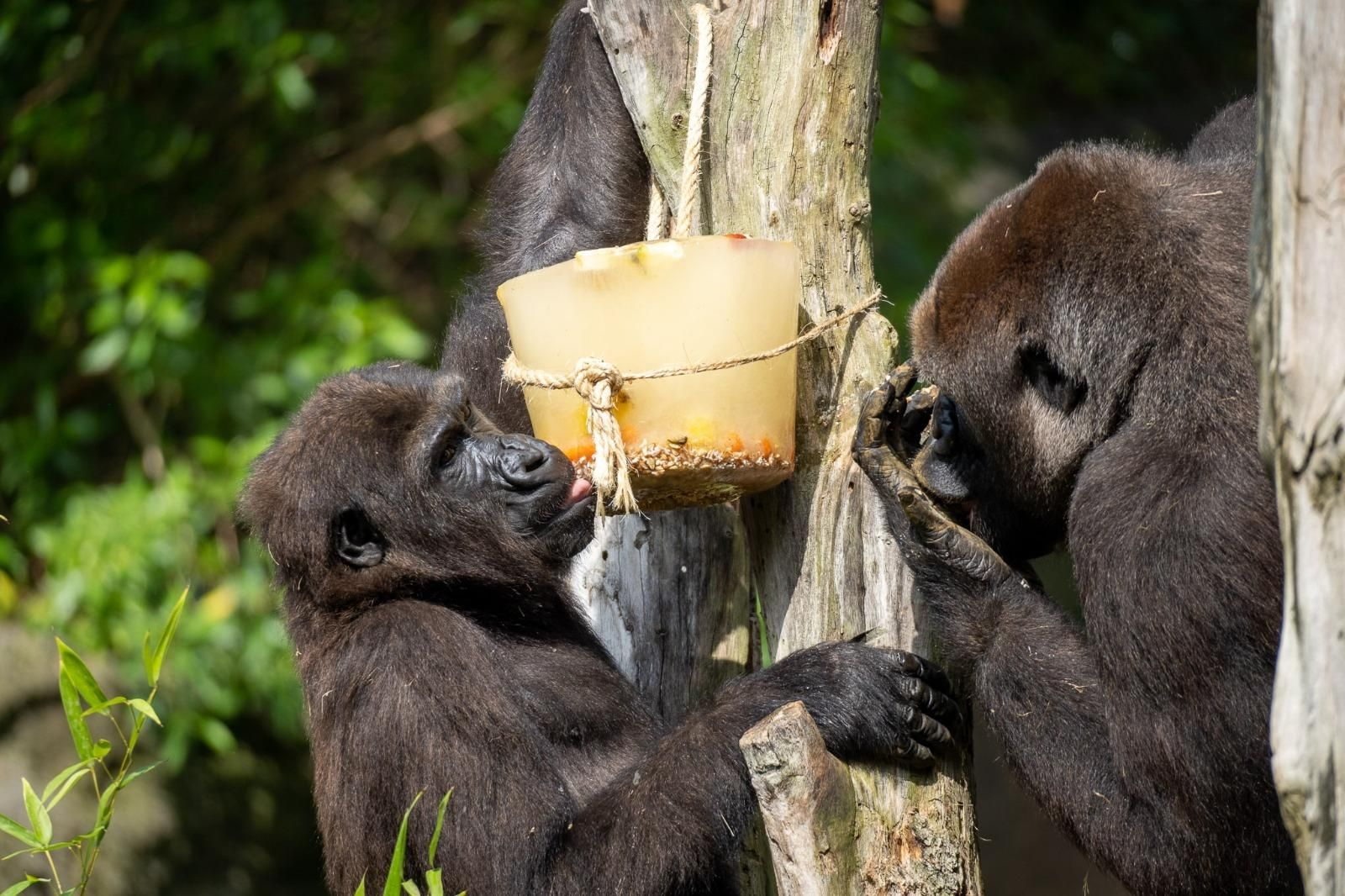 Els goril.les i ximpanzés menjen el seu gelat de musili i fruites