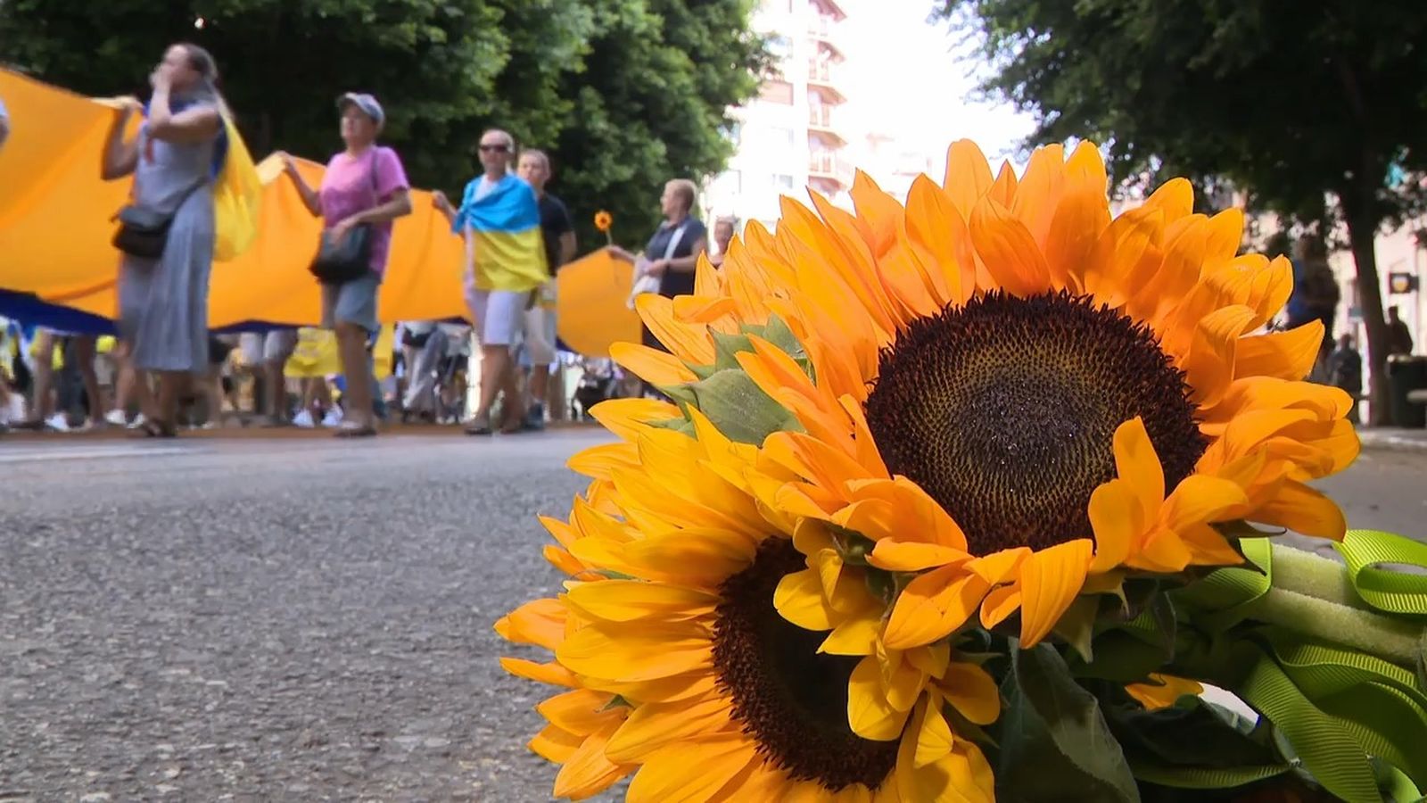 El girasol, símbol de la resistència a Ucraïna