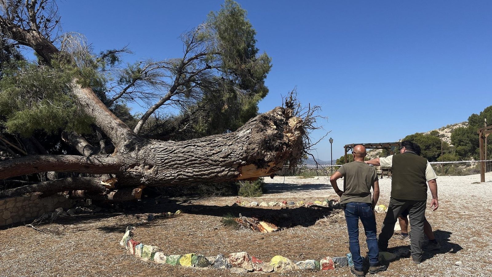 El pi de la Finca Ferrusa de Petrer es desploma després de 150 anys