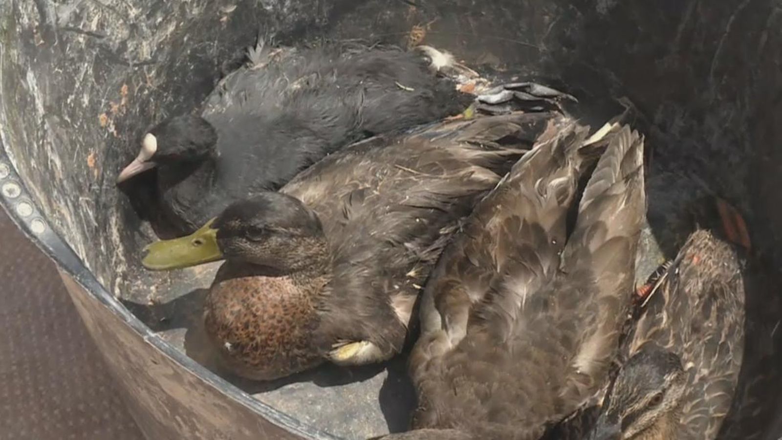 176 aus aquàtiques han mort per aquesta causa i 39 més estan malaltes