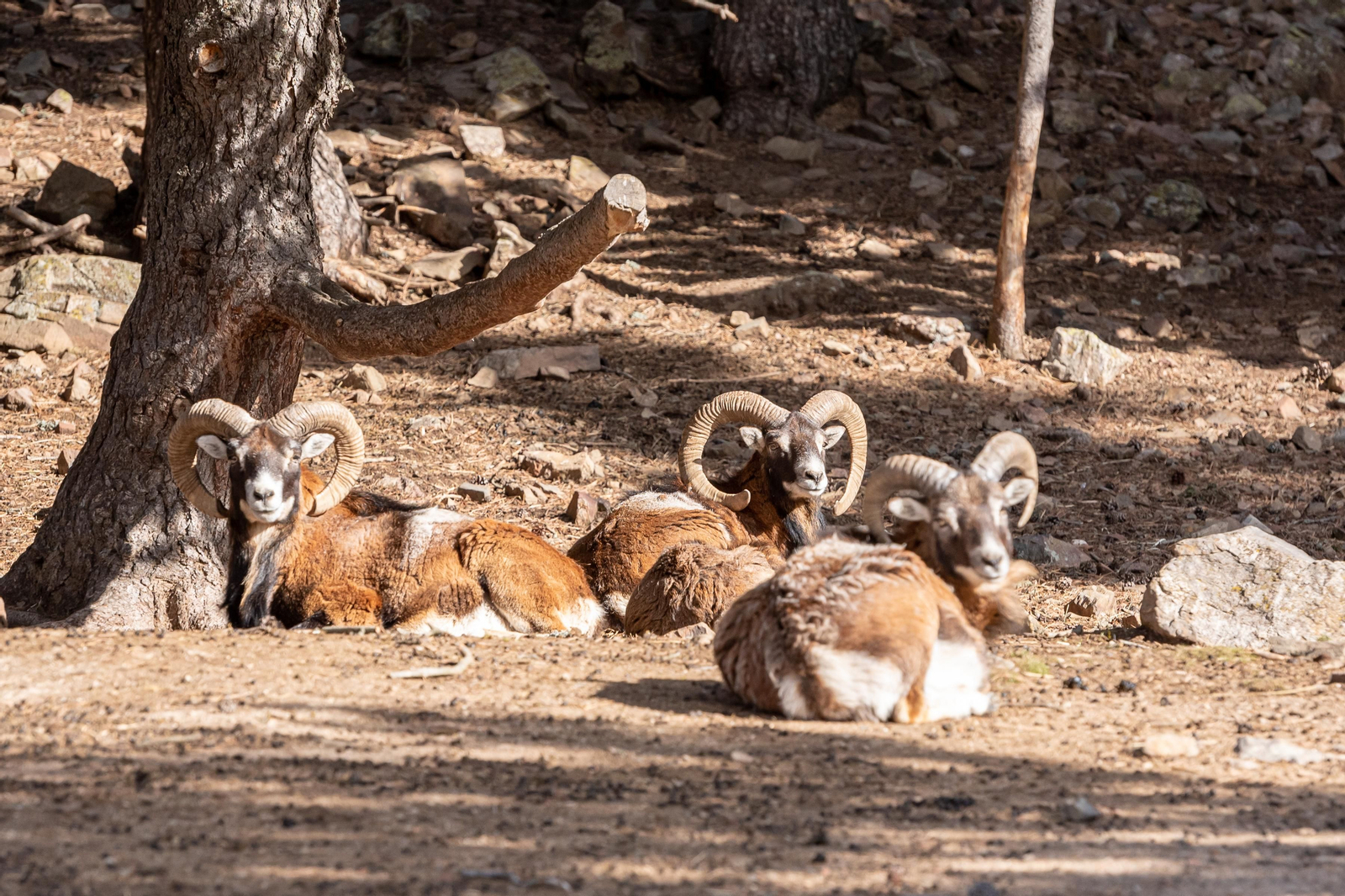 Cabres de muntanya als Pirineus d'Andorra.