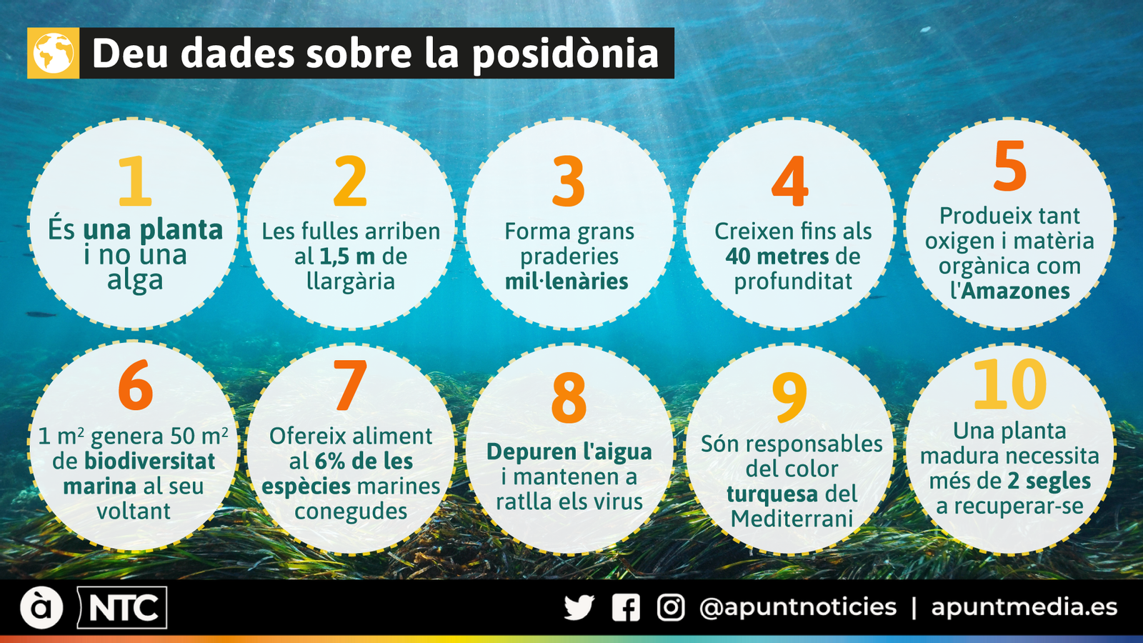 Deu dades sobre la posidònia