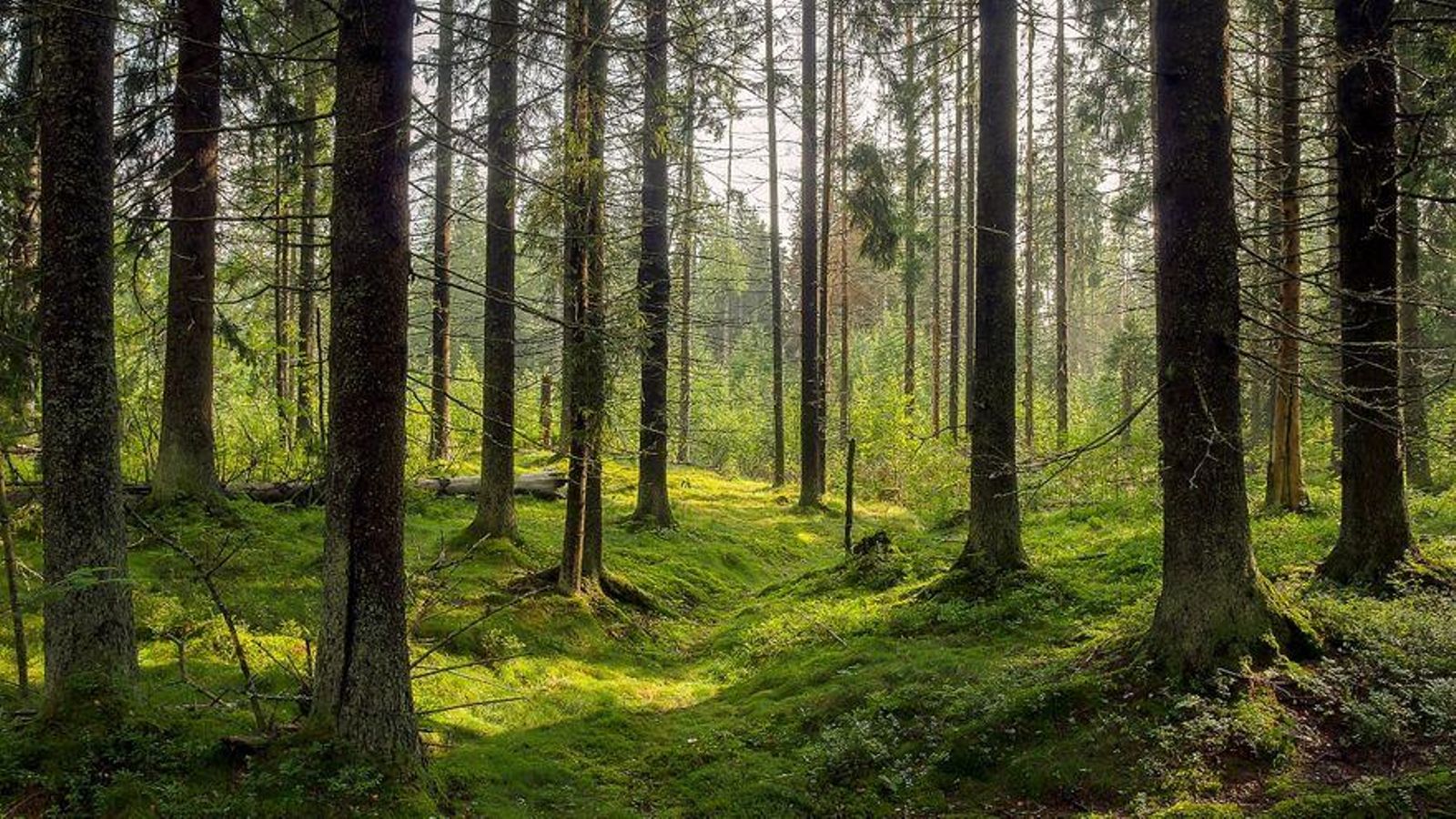 Imatge d'arxiu d'un bosc europeu