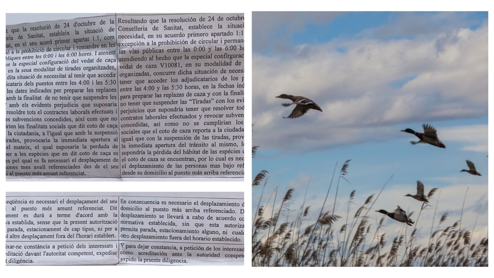 Salconduit de l'Ajuntament de Sueca per als caçadors