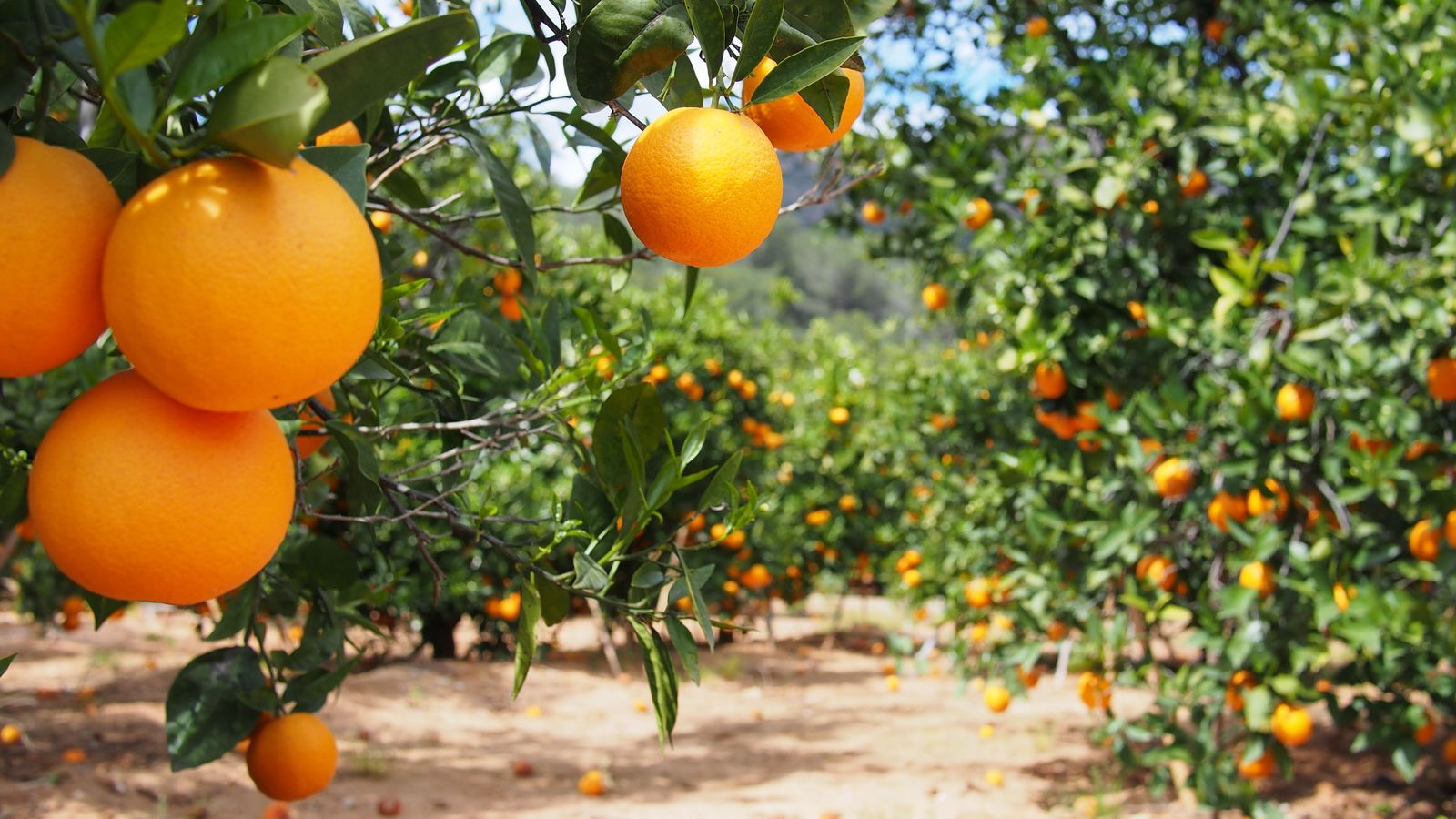 Un camp de cítrics en una imatge d'arxiu, un dels productes del sector agroalimentari valencià