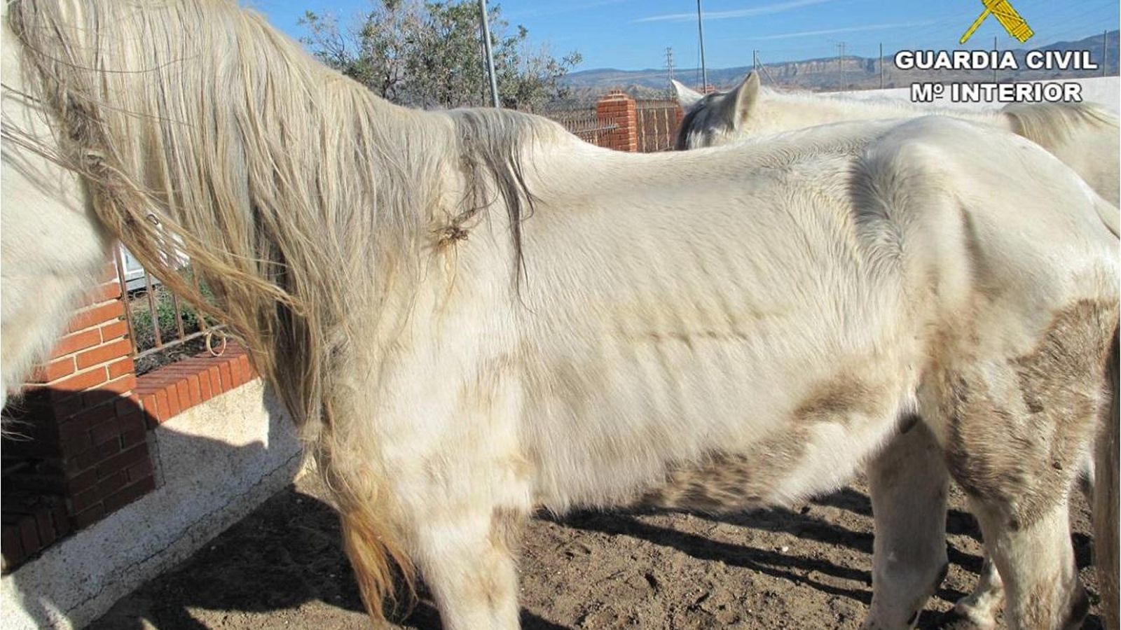 Cavall desnodrit a la finca de Mutxamel
