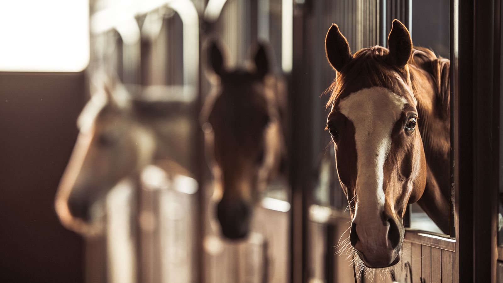 Cavalls en un estable