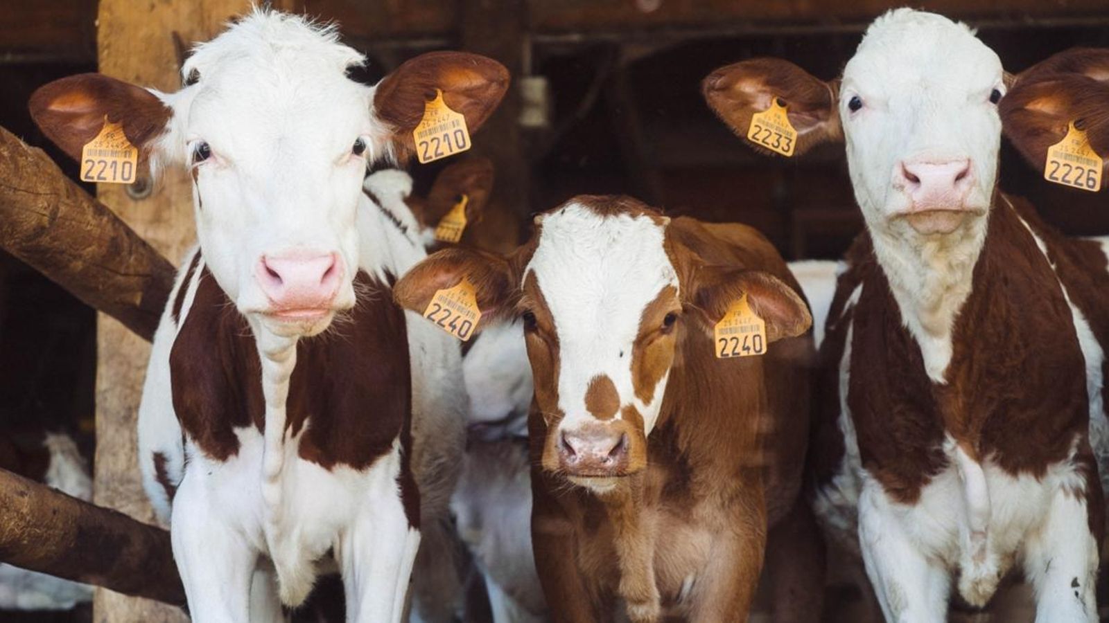 Vora un terç de la superfície terrestre es destina a la producció agrícola i ramadera