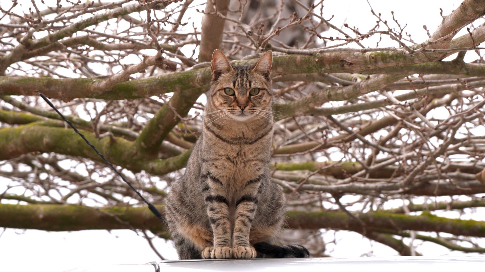 Animalades | Animalades 10