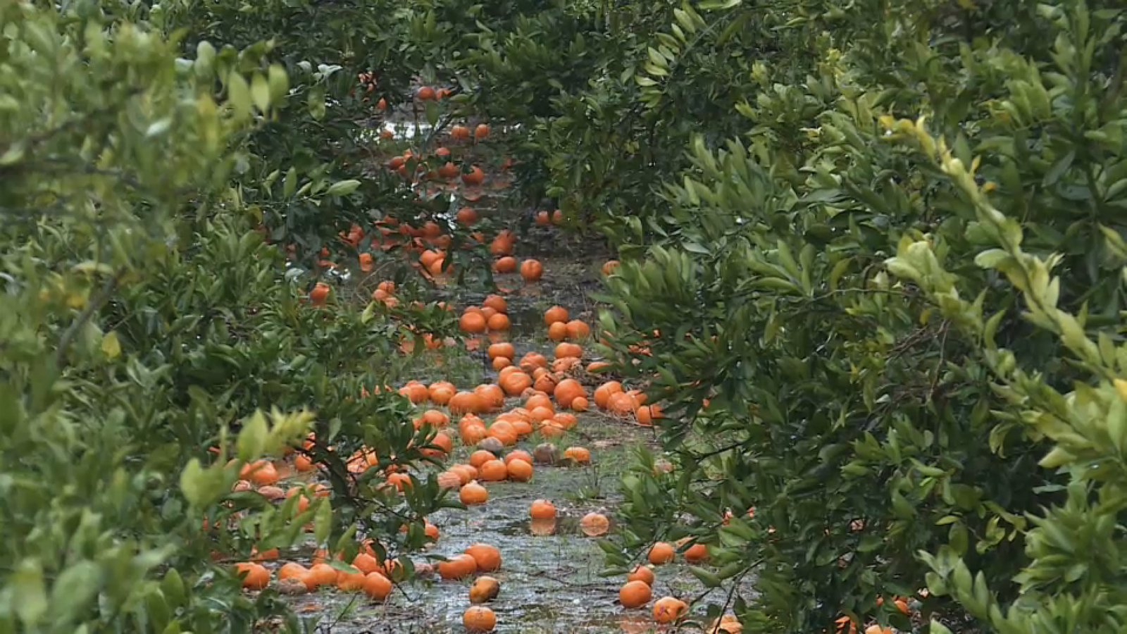 Les pluges torrencials acaben amb el cultiu de la taronja