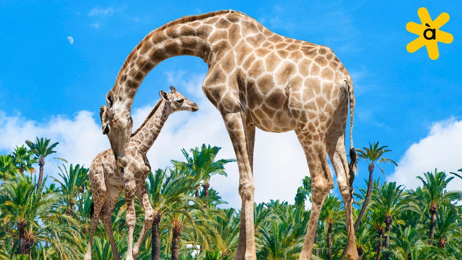 Río Safari 2025