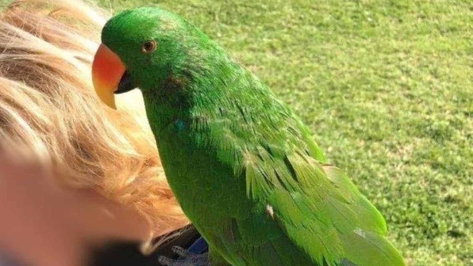 La policia recupera dos exemplars d’aus protegides als jardins del riu Túria, a València