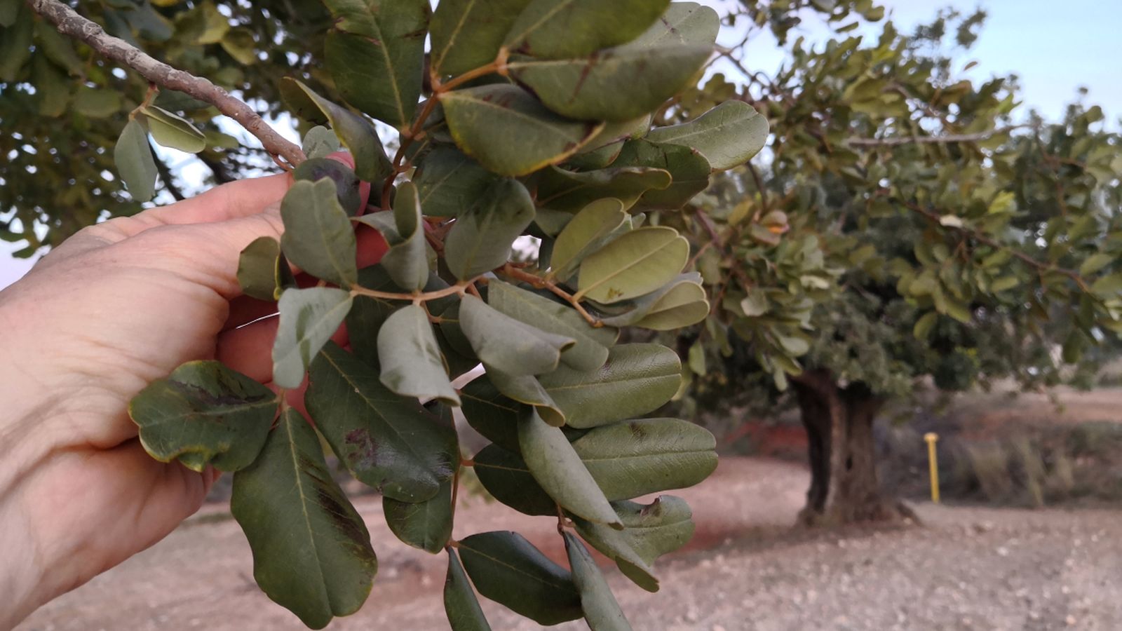 Entre el producte confiscat hi ha 845 tones de garrofes