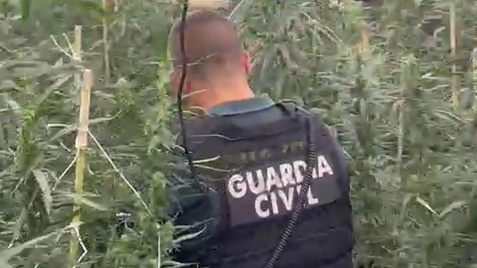 Un guàrdia civil s'endinsa en la plantació de marihuana desmantellada a Borriana