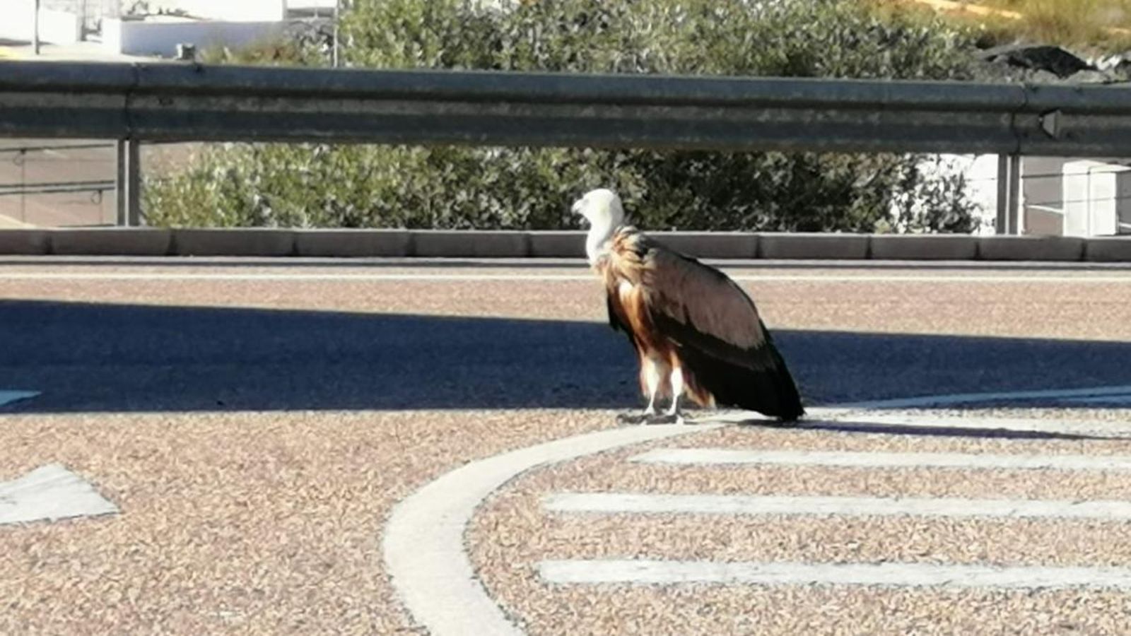 Els bombers rescaten un voltor desnodrit i desorientat a Alcalà de Xivert