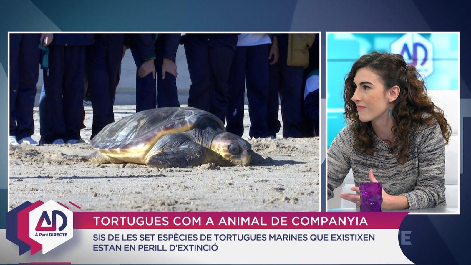 Tortugues valencianes