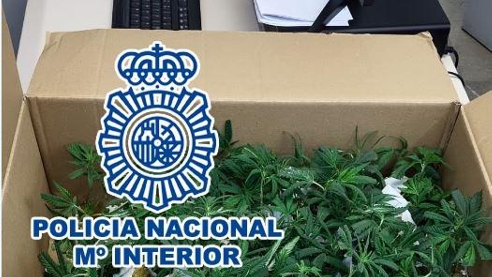 Les 121 plantes de marihuana incautades a un home en Benidorm