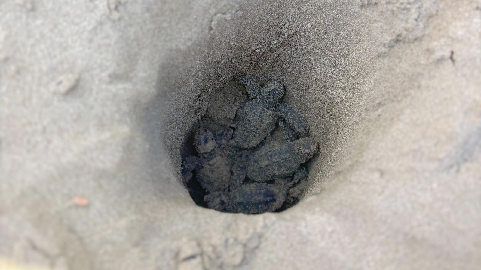 Niu de tortugues a Alcossebre Niu de tortugues a Alcossebre