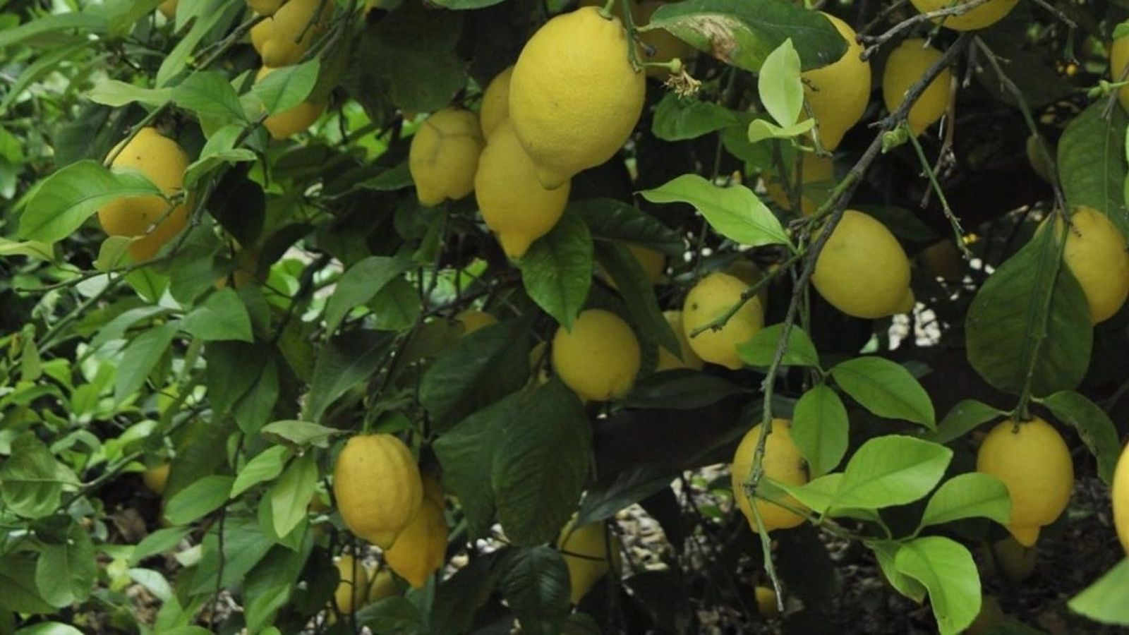 Llimes en l'arbre