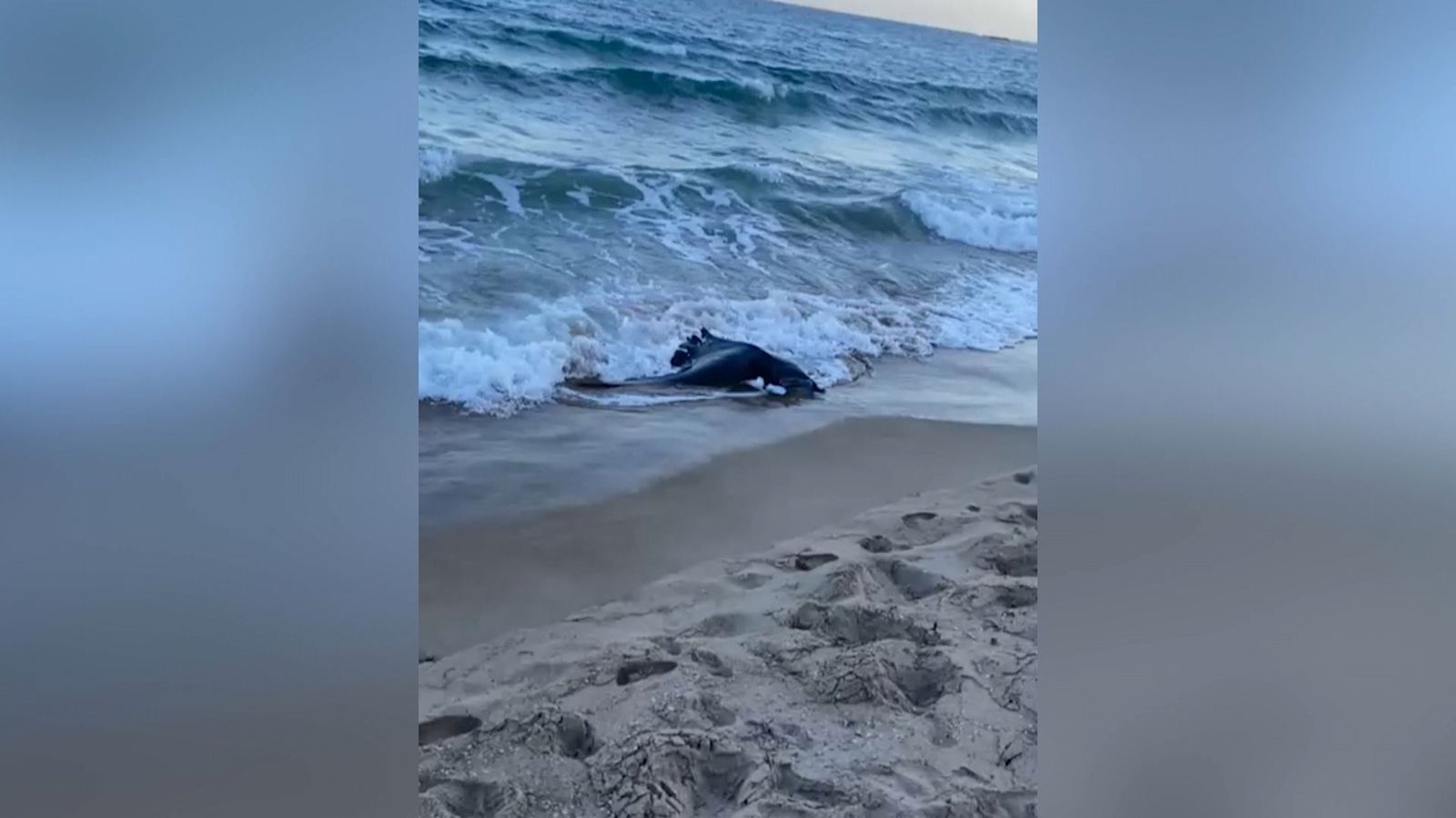 Manta varada a la platja centre de la Vila