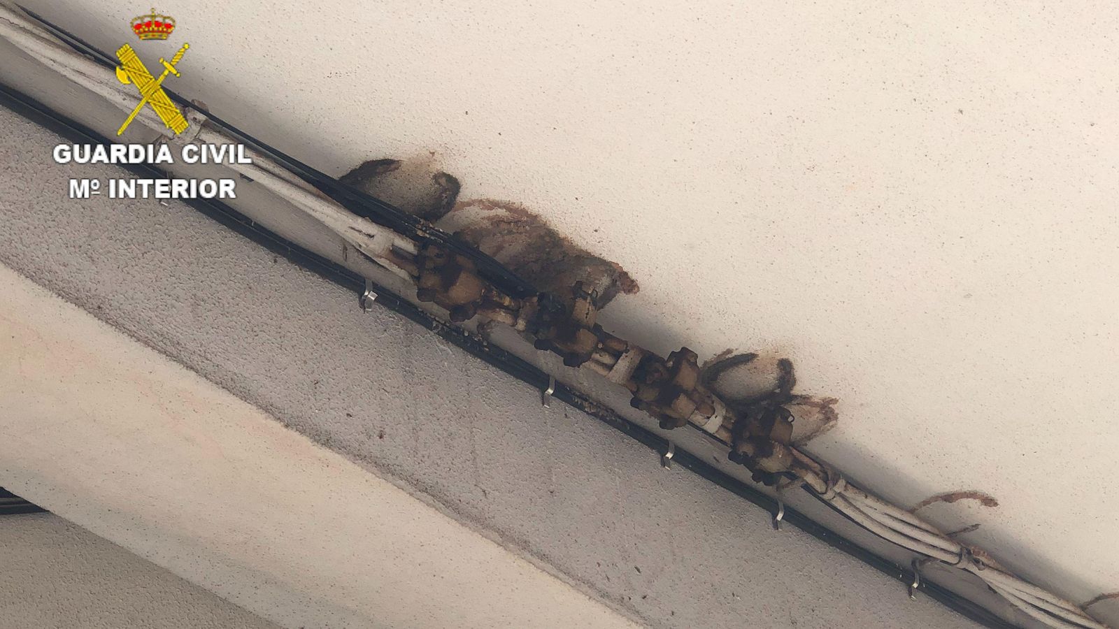 Mostres que evidenciaven la retirada dels nius de l'espècie protegida que presumptament van retirar els investigats