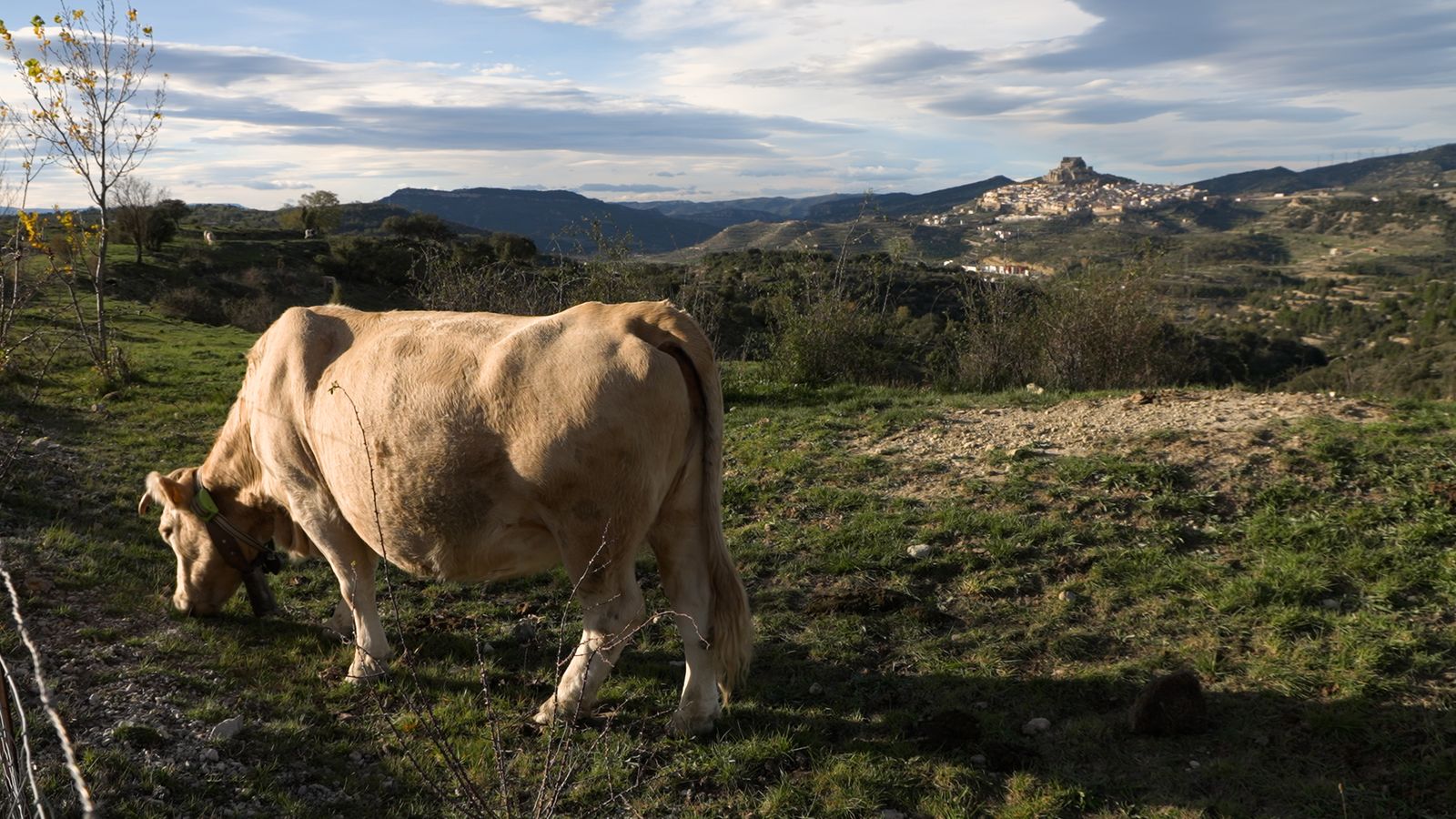 29.12.2024 | Fotogènia animal