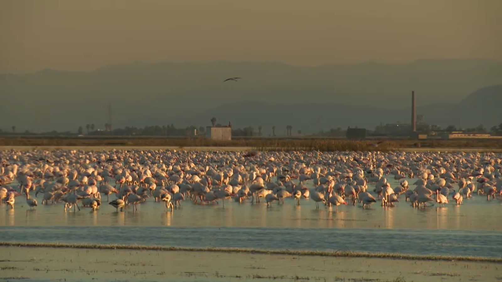 Flamencs a l'Albufera