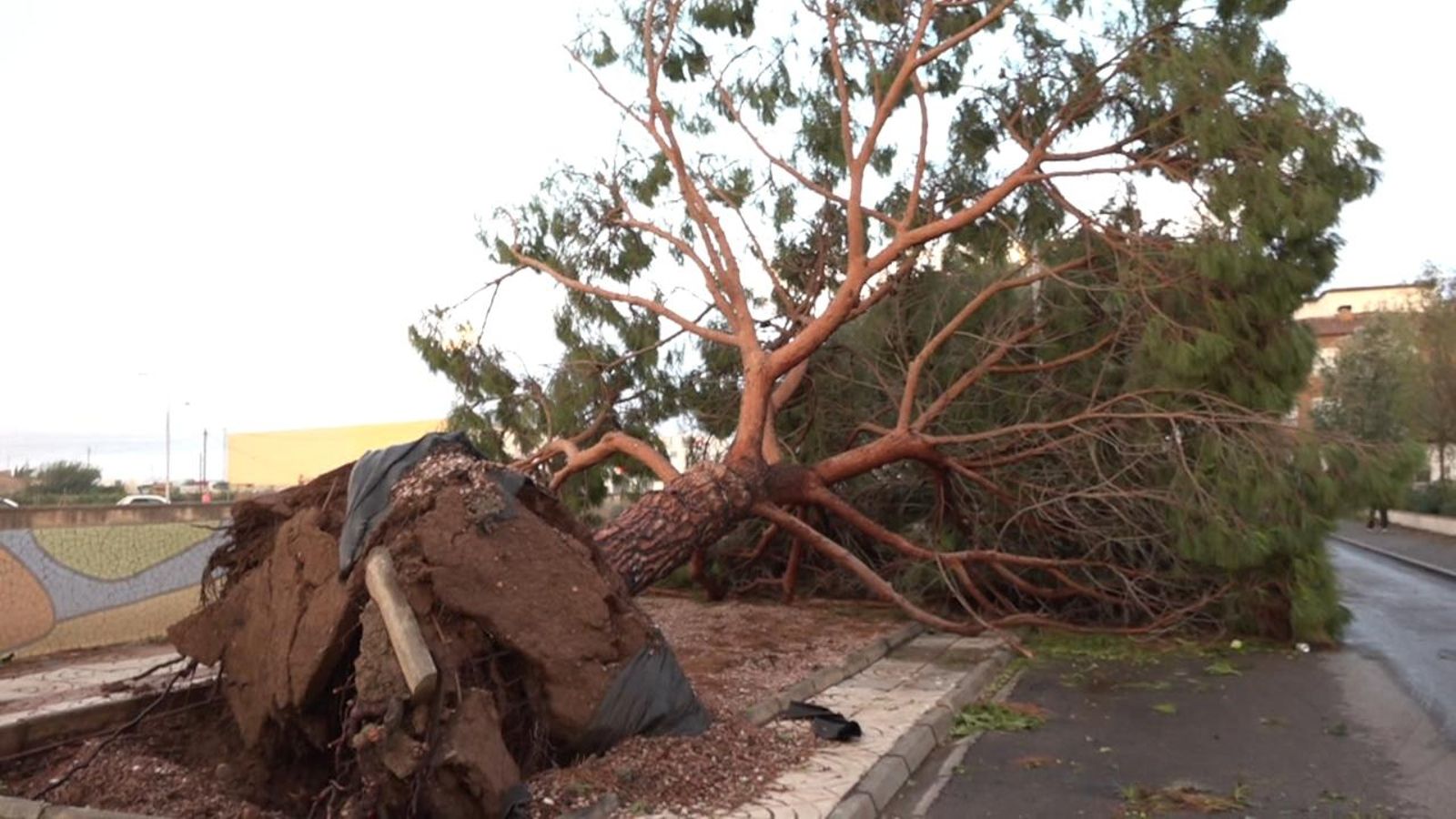 Les caigudes d'arbrat es multipliquen en els espais urbans per la falta d'una planificació adequada de les zones verdes