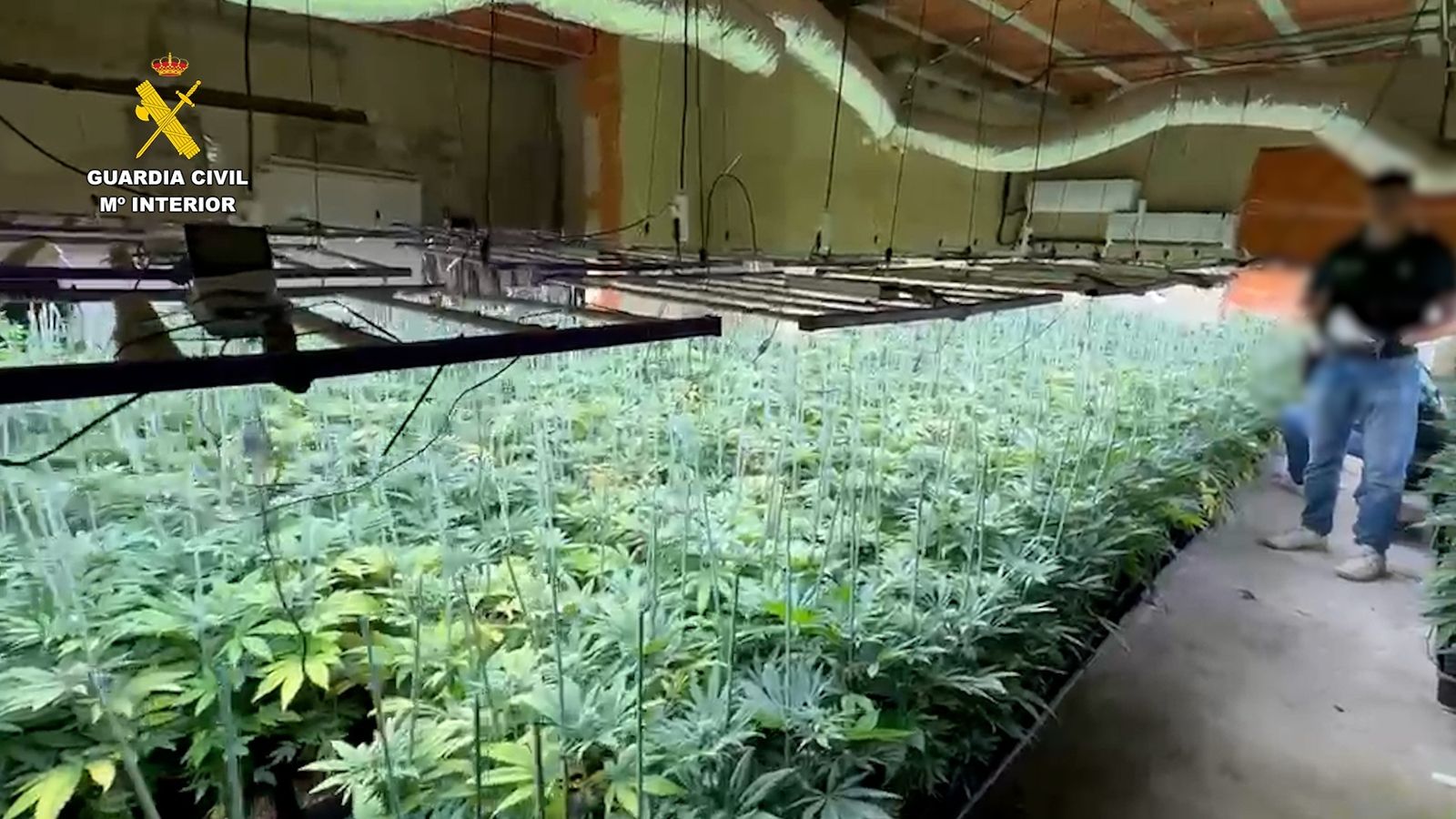 Plantació de marihuana desmantellada