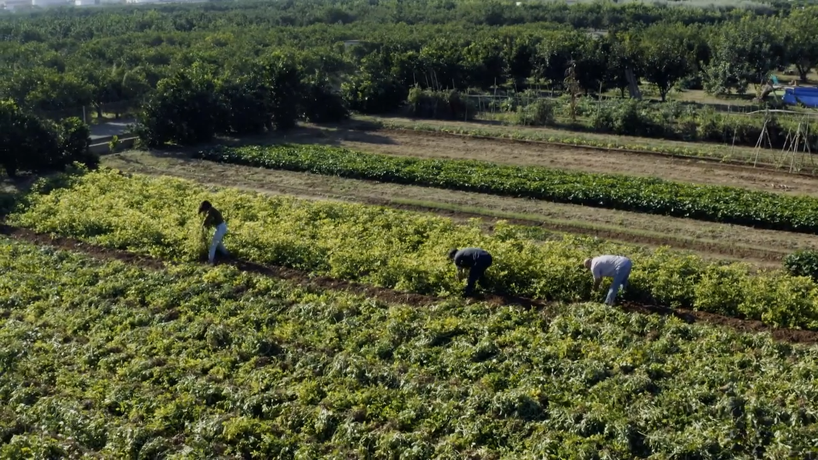 Zoom | L'horta valenciana