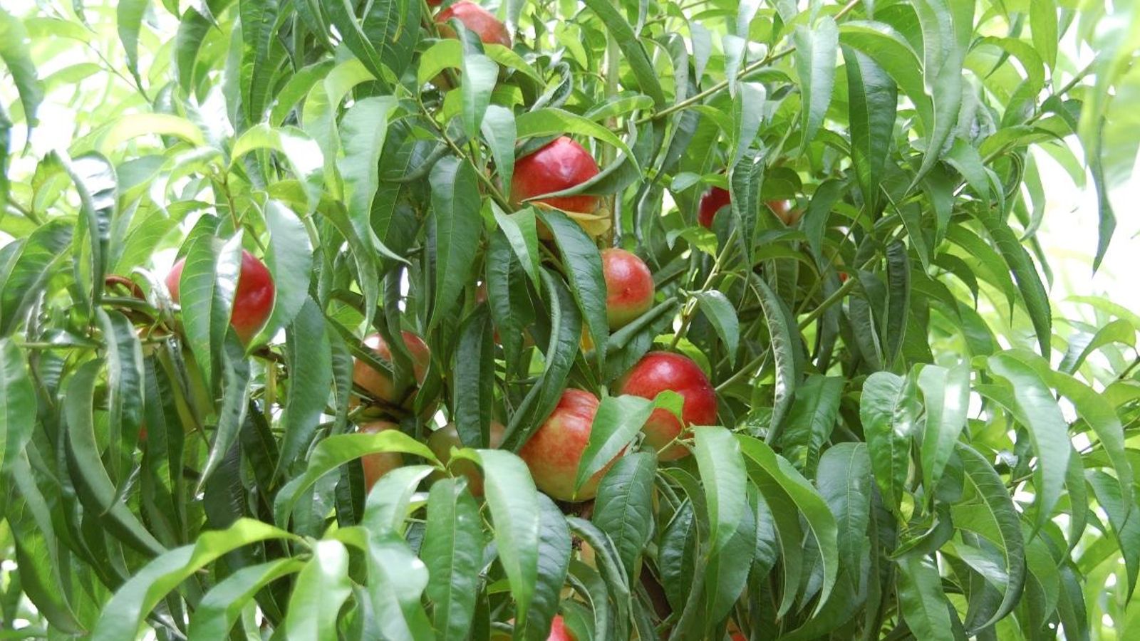 Imatge d'arxiu de nectarines