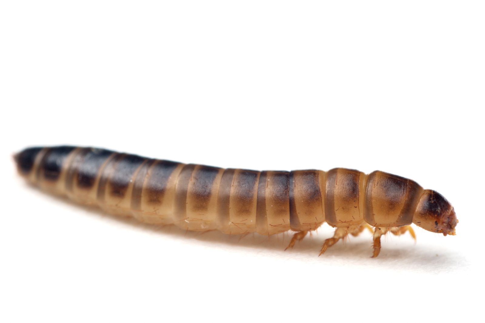 Larva de l'escarabat negre del jaç de les aus ('Alphitobius diaperinus') 