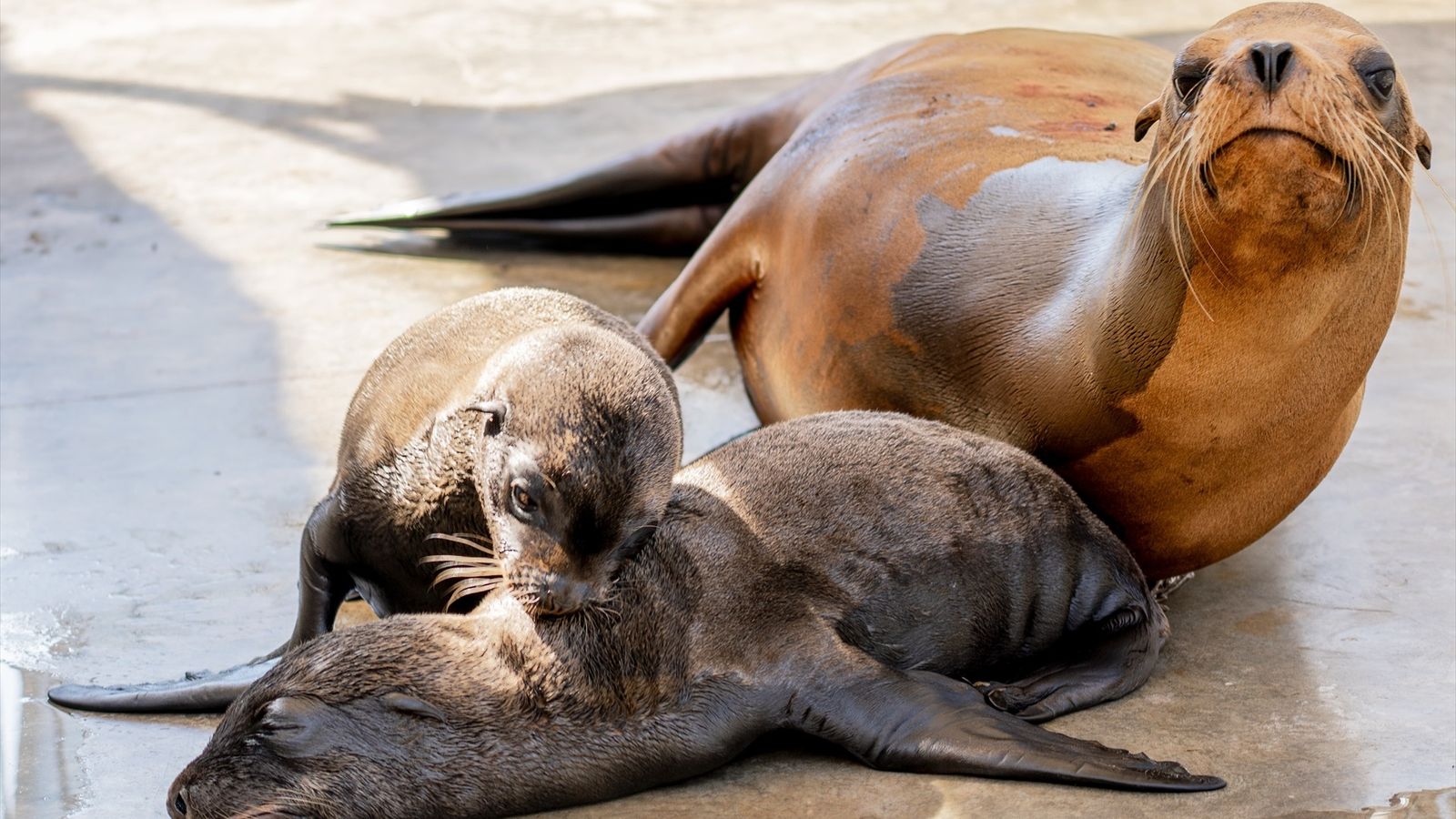 La bessonada amb sa mare en l'Oceanogràfic