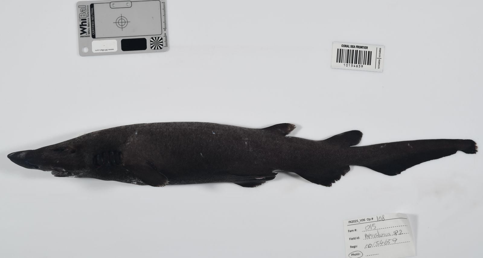 Nova espècie de tauró gat ('apristurus profundorum') descobert en l'expedició