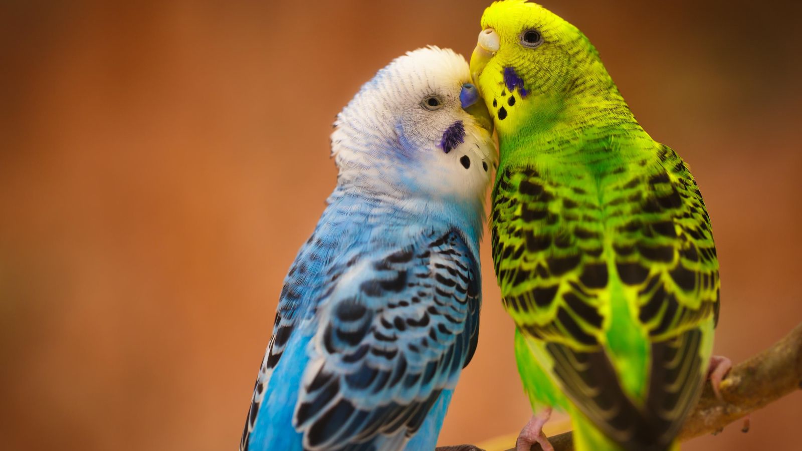 El periquitos podria deixar de ser considerats mascotes en la nova llei