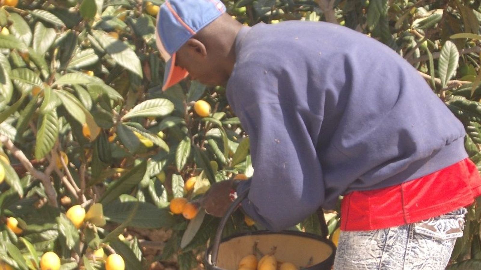 Un temporer treballant en la recol·lecció de nispros