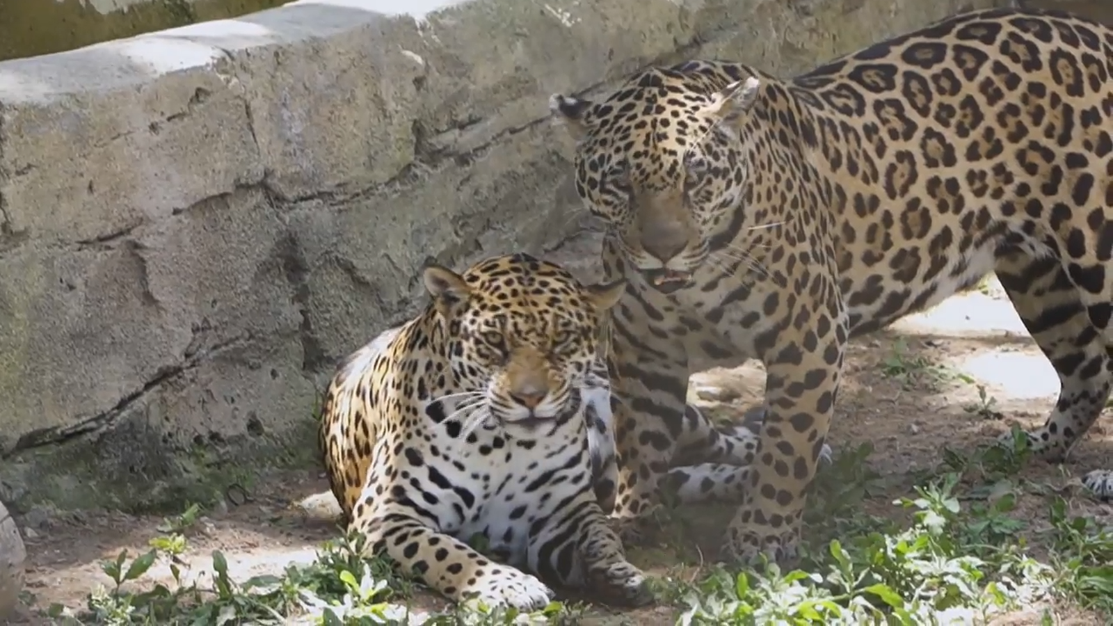 Animalades | ANIMALADES UN MÓN BESTIAL 12