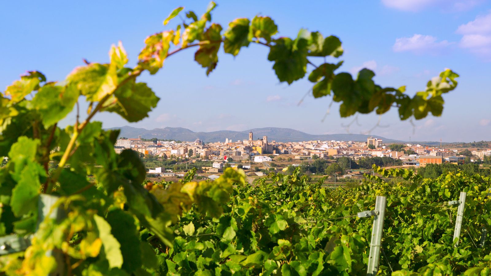Vista de Requena, des d'un camp de vinyes, una de les zones que probablement rebrà la visita de la pluja divendres