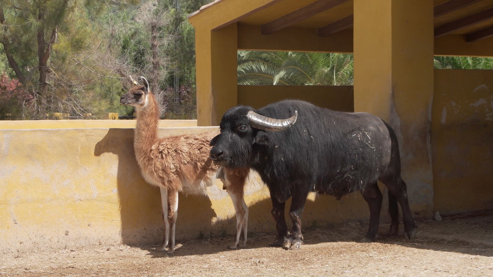 21.08.2022 | Animalades, un món bestial