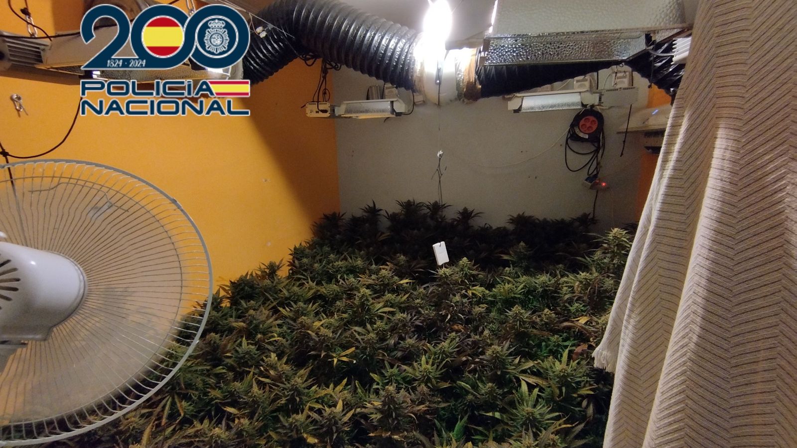 Quatre detinguts de la mateixa família per cultivar marihuana en dos habitatges a Elda