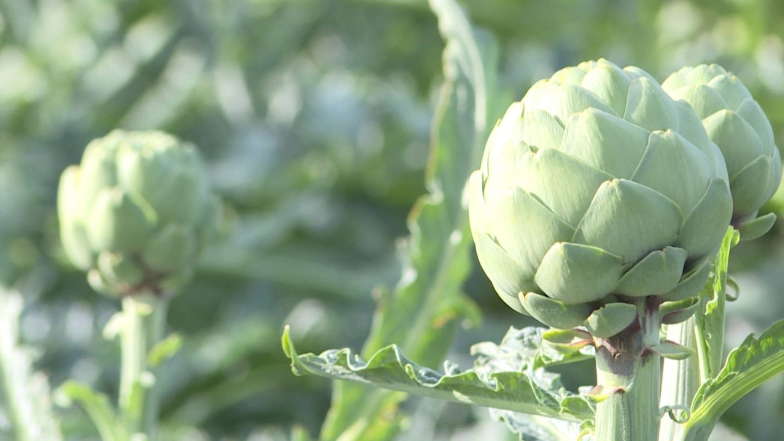 La carxofa, una de les més afectades pel canvi de temperatures