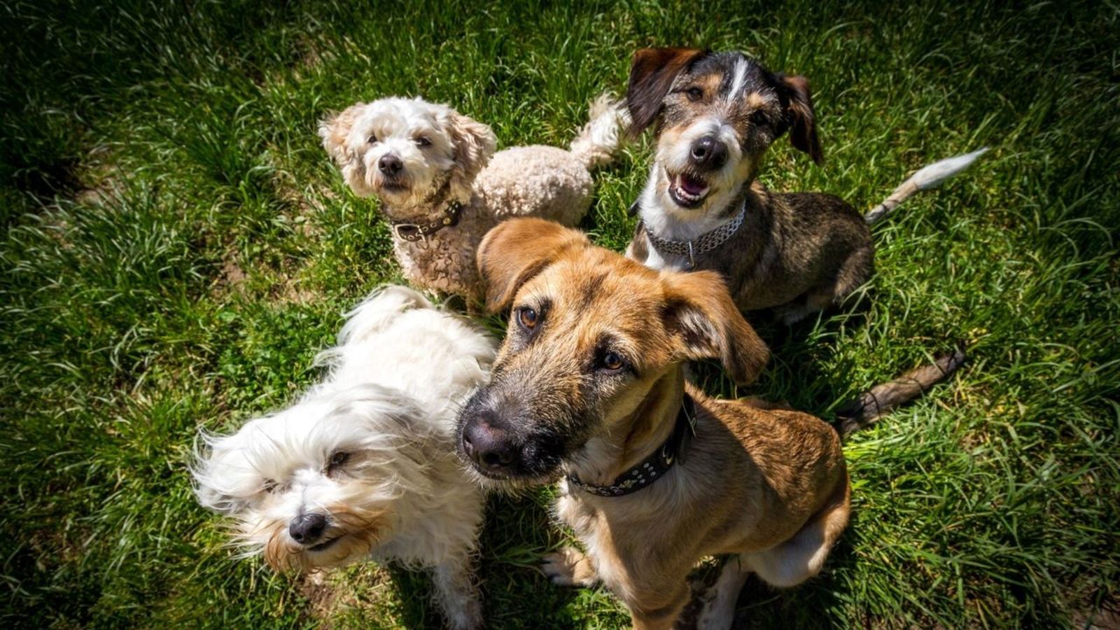 09.12.2021 | Guarderia canina