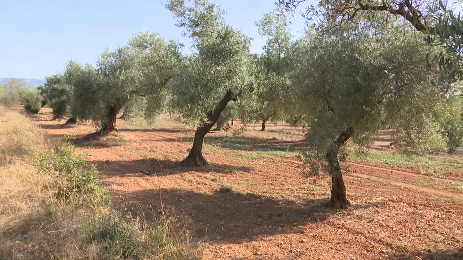 Cultiu d'oliveres en zona de muntanya