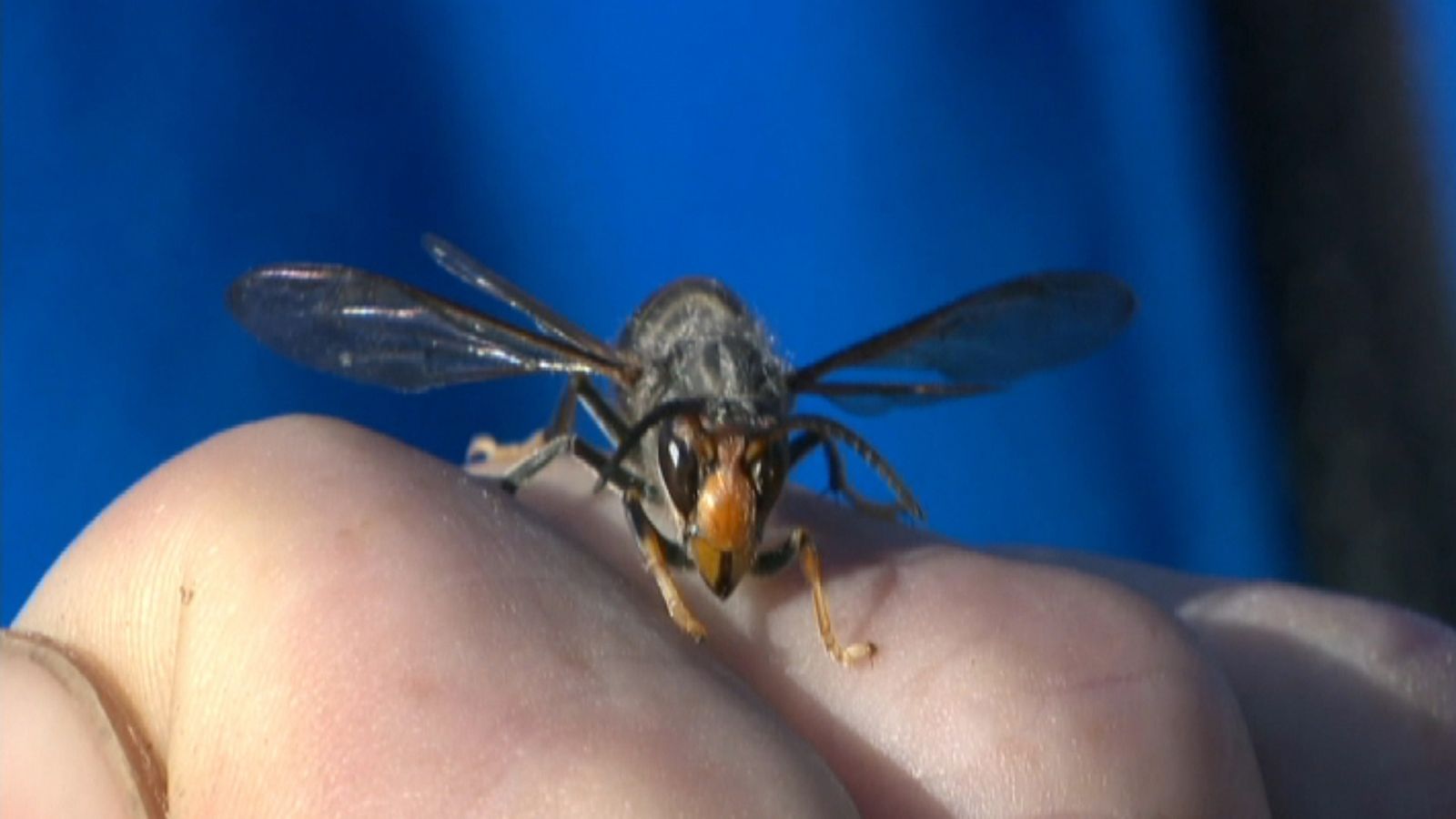 Un exemplar de vespa carnissera asiàtica