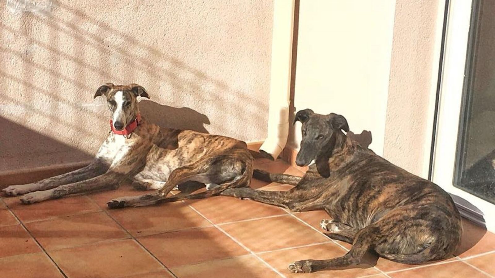 Animalades 01
