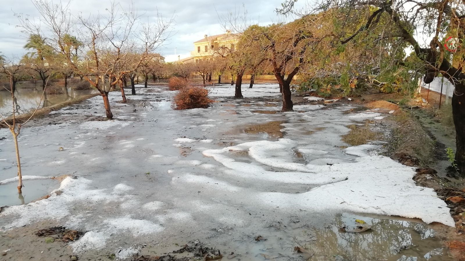 PERLETA, ELX