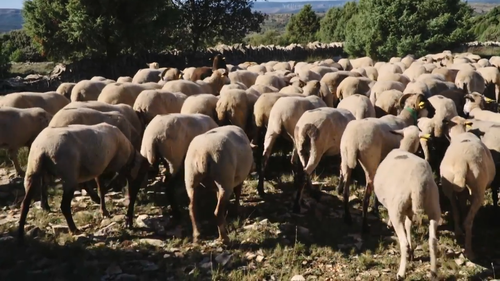 De mar i bancal | Acaba el trajecte