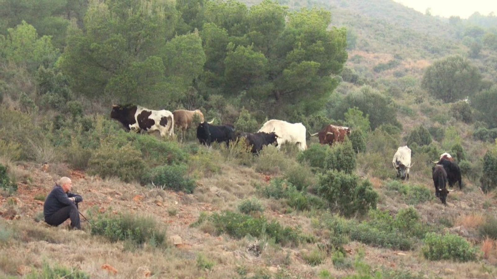 Imatge d'arxiu de la ramaderia